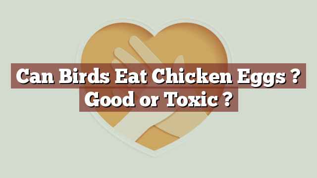 Can Birds Eat Chicken Eggs ? Good or Toxic ?