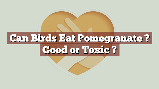 Can Birds Eat Pomegranate ? Good or Toxic ?