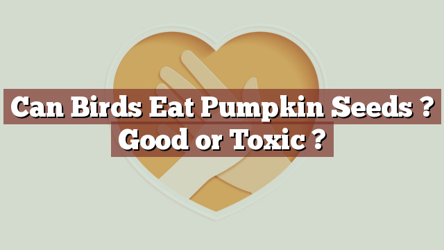 Can Birds Eat Pumpkin Seeds ? Good or Toxic ?