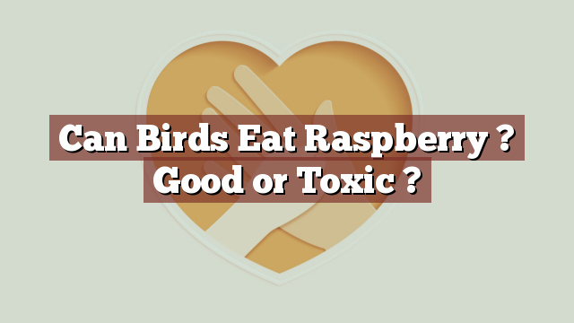 Can Birds Eat Raspberry ? Good or Toxic ?