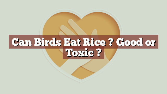 Can Birds Eat Rice ? Good or Toxic ?