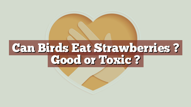 Can Birds Eat Strawberries ? Good or Toxic ?