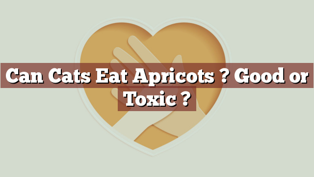 Can Cats Eat Apricots ? Good or Toxic ?