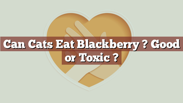 Can Cats Eat Blackberry ? Good or Toxic ?