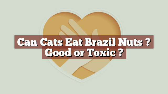 Can Cats Eat Brazil Nuts ? Good or Toxic ?