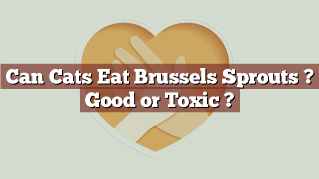 Can Cats Eat Brussels Sprouts ? Good or Toxic ?