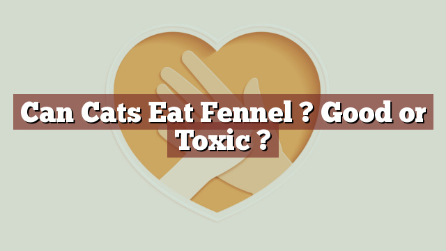Can Cats Eat Fennel ? Good or Toxic ?
