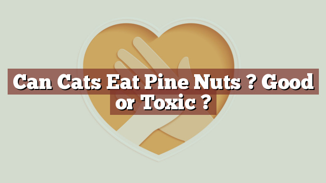 Can Cats Eat Pine Nuts ? Good or Toxic ?