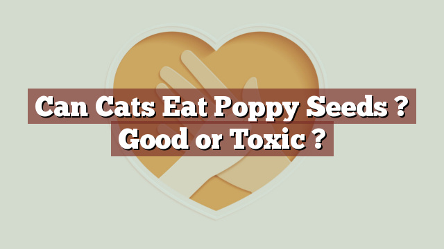 Can Cats Eat Poppy Seeds ? Good or Toxic ?