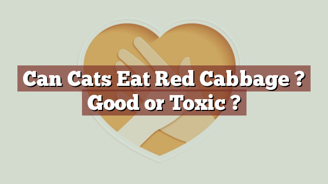 Can Cats Eat Red Cabbage ? Good or Toxic ?