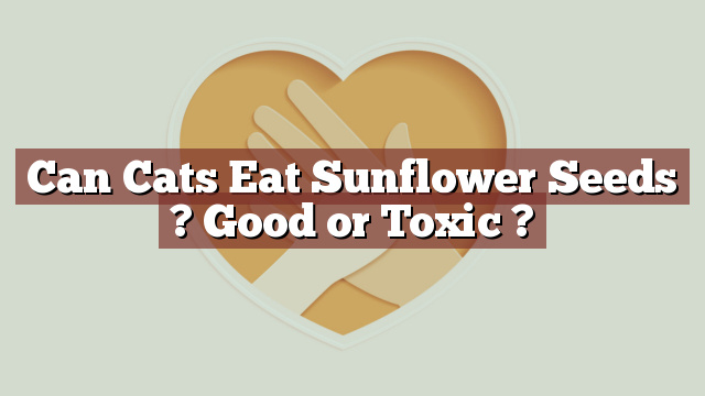 Can Cats Eat Sunflower Seeds ? Good or Toxic ?