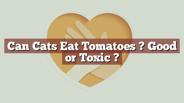 Can Cats Eat Tomatoes ? Good or Toxic ?