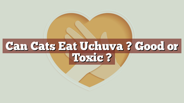 Can Cats Eat Uchuva ? Good or Toxic ?