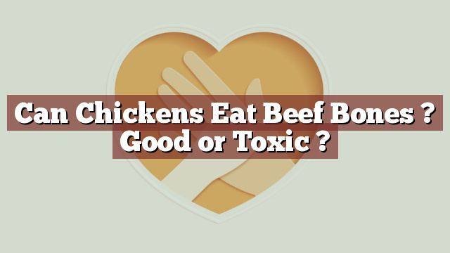 Can Chickens Eat Beef Bones ? Good or Toxic ?