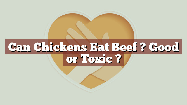Can Chickens Eat Beef ? Good or Toxic ?
