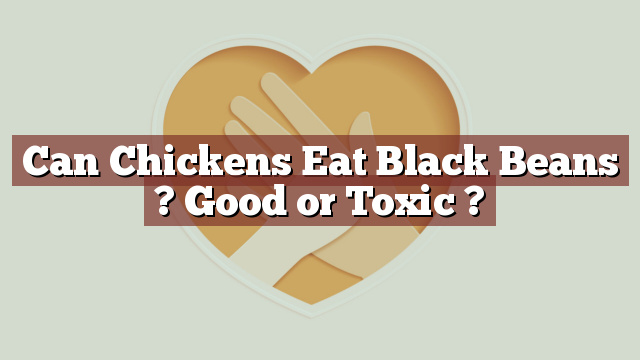 Can Chickens Eat Black Beans ? Good or Toxic ?