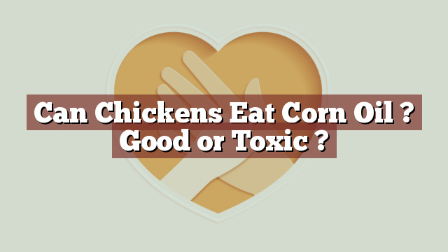 Can Chickens Eat Corn Oil ? Good or Toxic ?