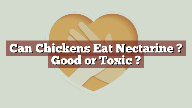 Can Chickens Eat Nectarine ? Good or Toxic ?