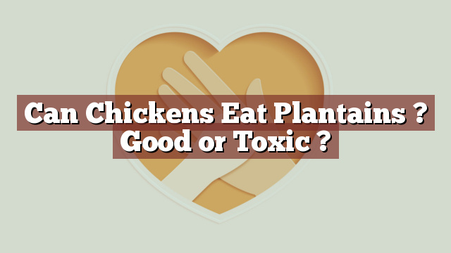Can Chickens Eat Plantains ? Good or Toxic ?