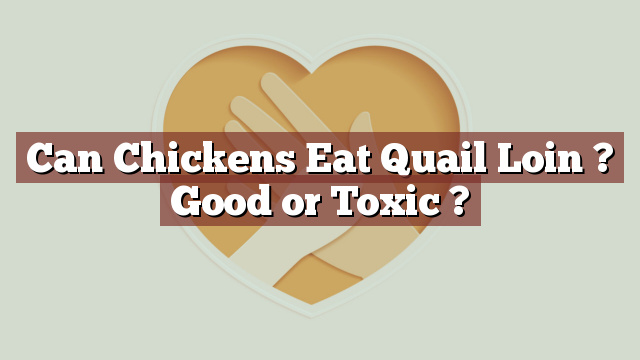 Can Chickens Eat Quail Loin ? Good or Toxic ?