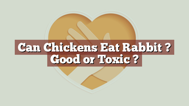 Can Chickens Eat Rabbit ? Good or Toxic ?