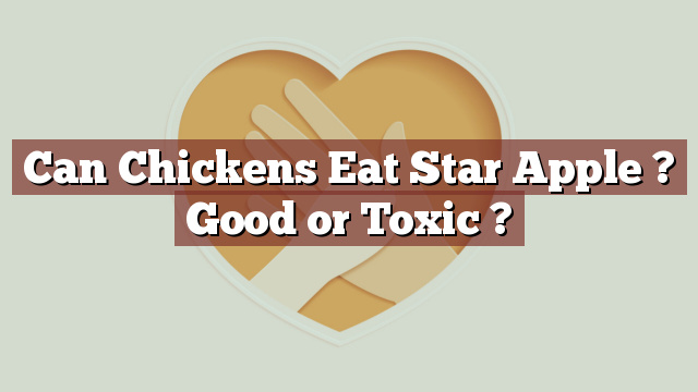 Can Chickens Eat Star Apple ? Good or Toxic ?