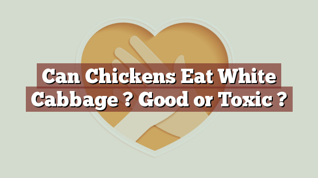 Can Chickens Eat White Cabbage ? Good or Toxic ?