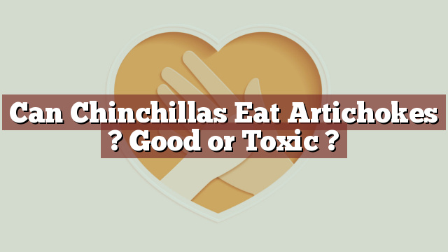 Can Chinchillas Eat Artichokes ? Good or Toxic ?