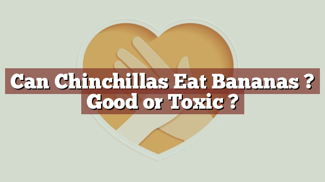 Can Chinchillas Eat Bananas ? Good or Toxic ?
