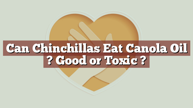 Can Chinchillas Eat Canola Oil ? Good or Toxic ?