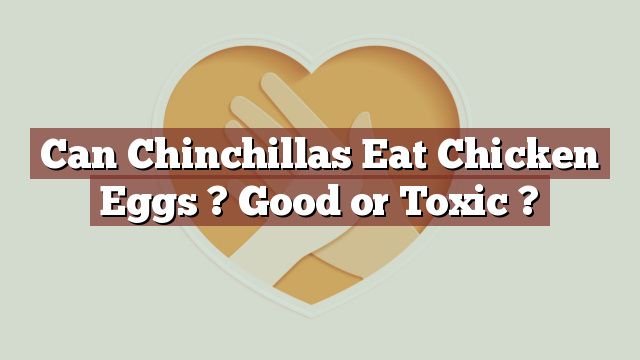 Can Chinchillas Eat Chicken Eggs ? Good or Toxic ?