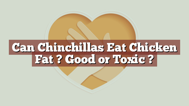 Can Chinchillas Eat Chicken Fat ? Good or Toxic ?