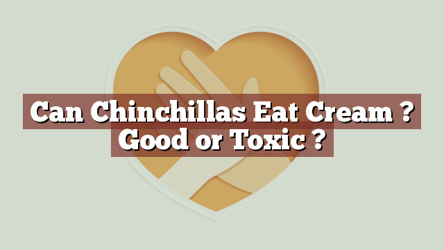 Can Chinchillas Eat Cream ? Good or Toxic ?