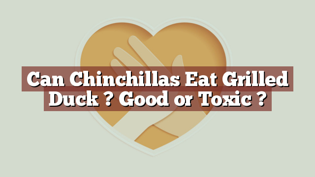 Can Chinchillas Eat Grilled Duck ? Good or Toxic ?