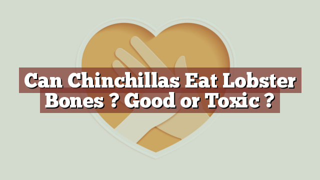 Can Chinchillas Eat Lobster Bones ? Good or Toxic ?