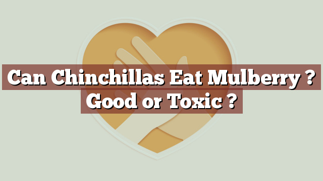 Can Chinchillas Eat Mulberry ? Good or Toxic ?