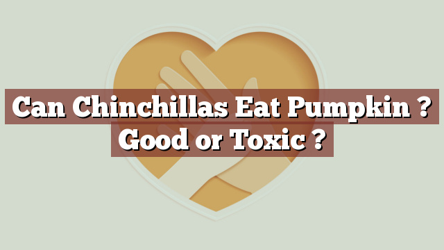 Can Chinchillas Eat Pumpkin ? Good or Toxic ?