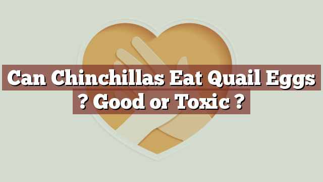 Can Chinchillas Eat Quail Eggs ? Good or Toxic ?
