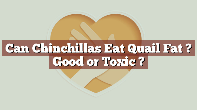 Can Chinchillas Eat Quail Fat ? Good or Toxic ?