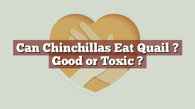 Can Chinchillas Eat Quail ? Good or Toxic ?