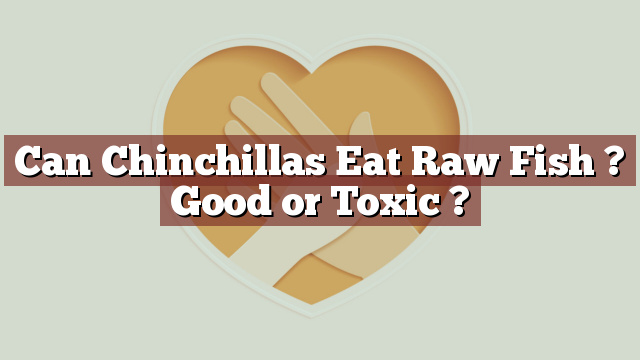 Can Chinchillas Eat Raw Fish ? Good or Toxic ?