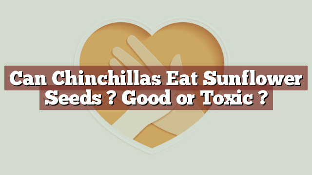 Can Chinchillas Eat Sunflower Seeds ? Good or Toxic ?