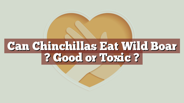 Can Chinchillas Eat Wild Boar ? Good or Toxic ?