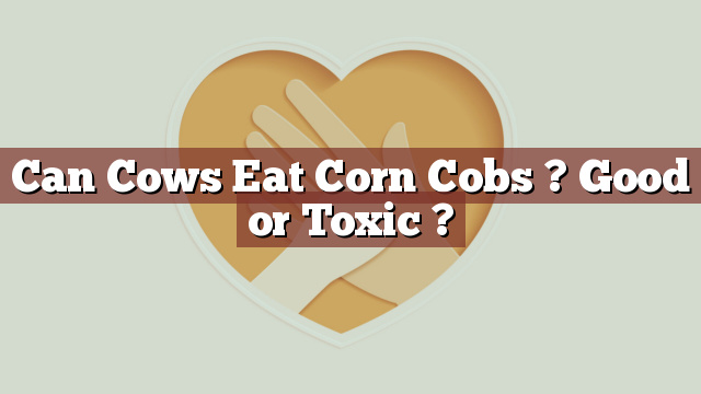 Can Cows Eat Corn Cobs ? Good or Toxic ?