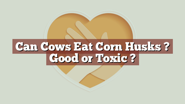 Can Cows Eat Corn Husks ? Good or Toxic ?