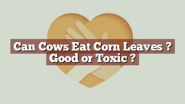 Can Cows Eat Corn Leaves ? Good or Toxic ?