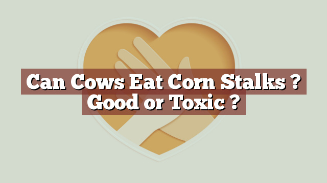 Can Cows Eat Corn Stalks ? Good or Toxic ?