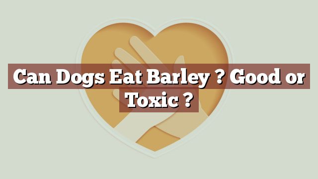 Can Dogs Eat Barley ? Good or Toxic ?