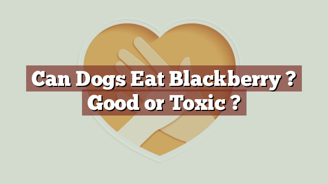Can Dogs Eat Blackberry ? Good or Toxic ?