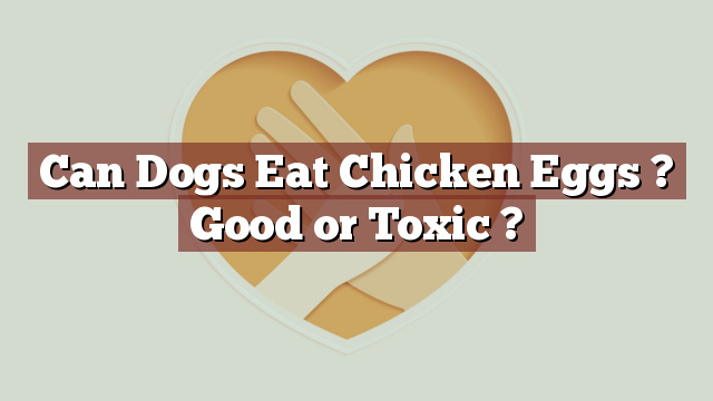 Can Dogs Eat Chicken Eggs ? Good or Toxic ?